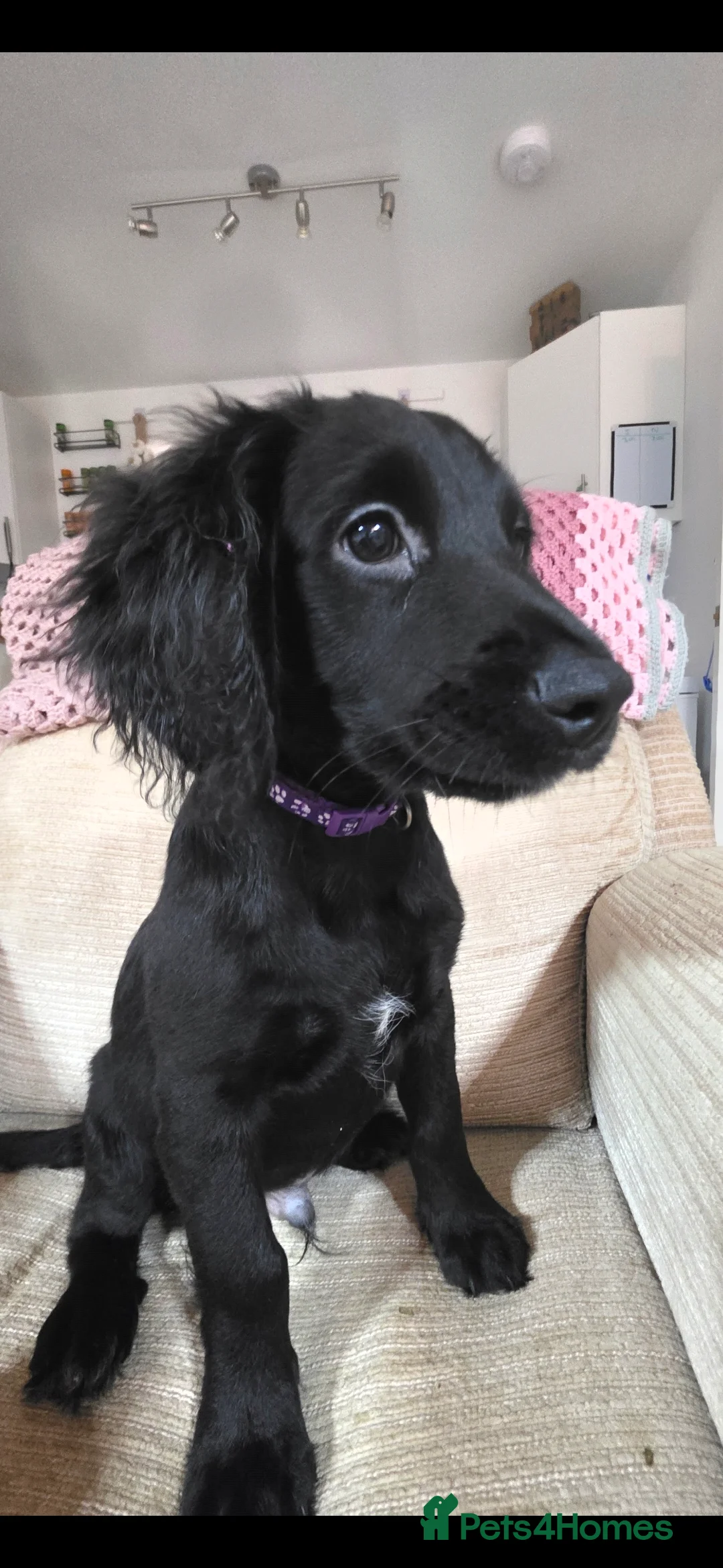 Mixed Breed dogs for sale: Australian Labradoodle X Working Cocker Spaniel  - Advert 2