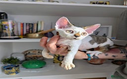 Devon Rex cats for sale: Two cuddlebugs- literally sticker cats available❤️ - Image 2