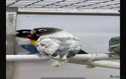Parrots birds for sale: X BIRDS/PARAKEETS/PARROTS AVAILABLE X - Image 8