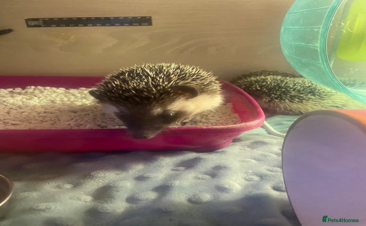 Pygmy Hedgehog rodents - Advert 10