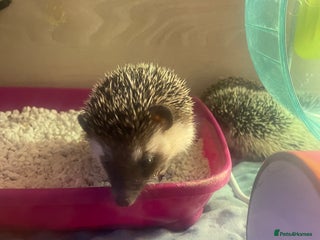 Pygmy Hedgehog rodents - Advert 30