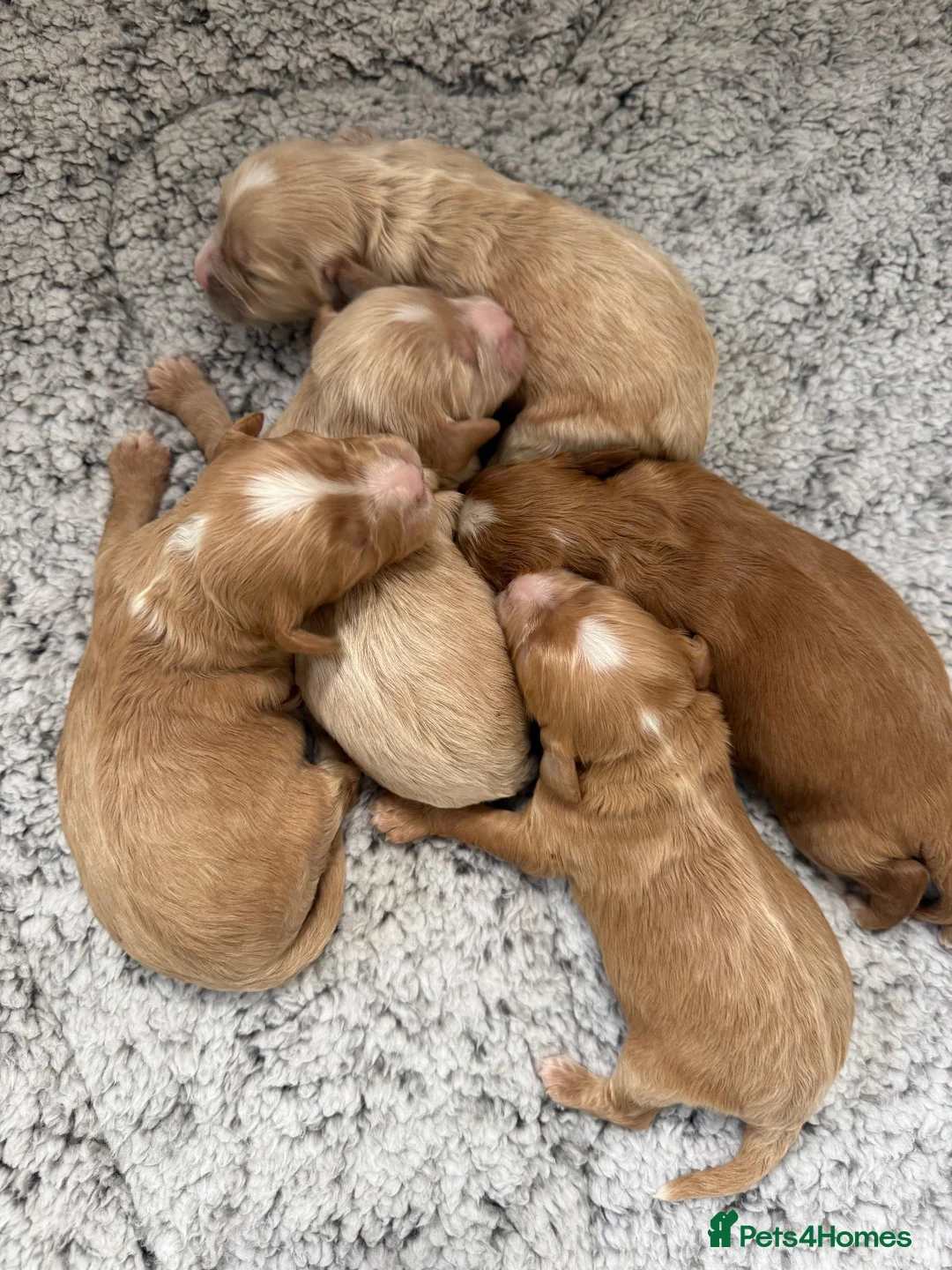 Cavapoo dogs for sale: Stunning F1 Cavapoos - Advert 2