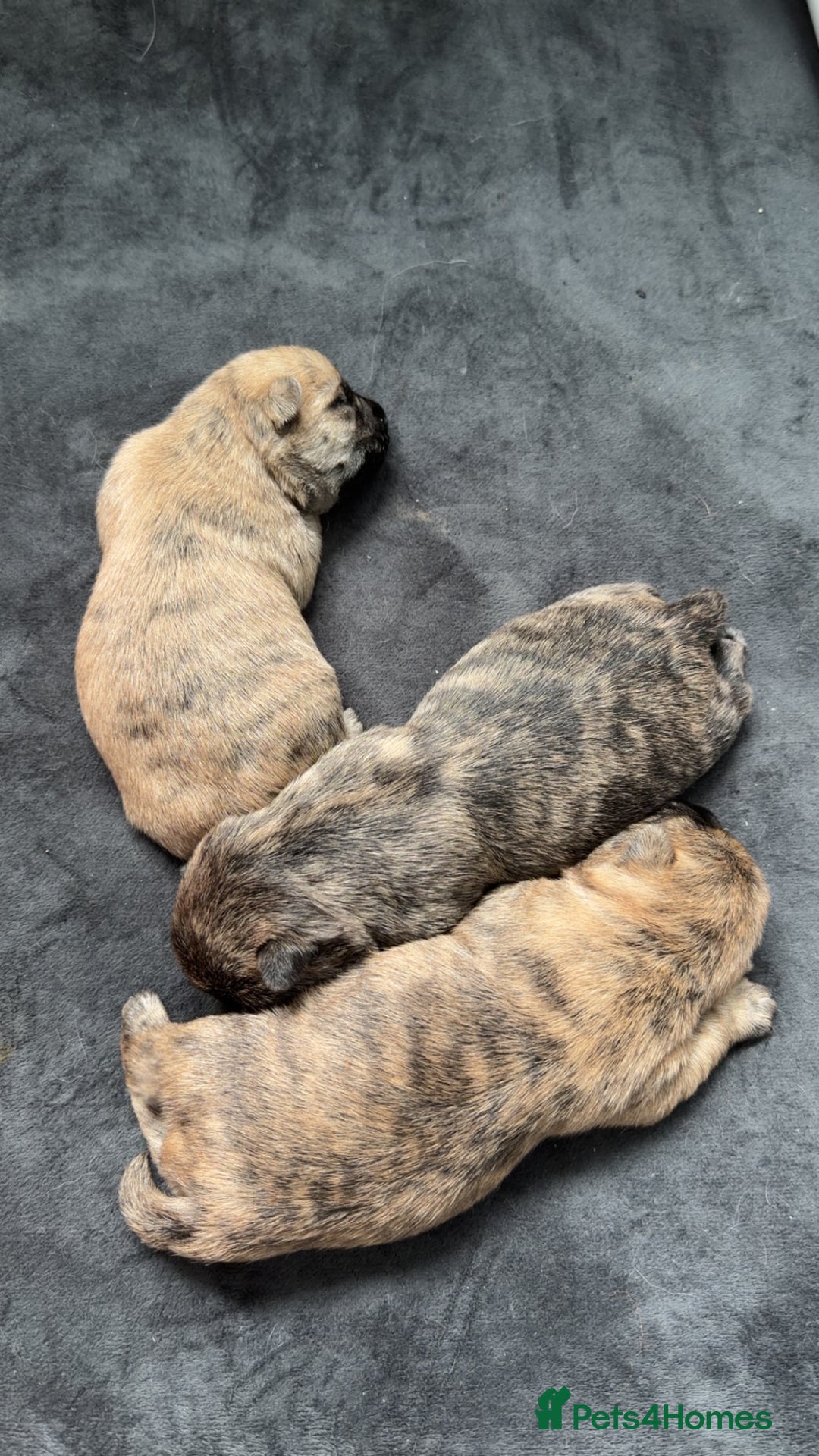 Cairn Terrier dogs for sale: Kc registered cairn terrier puppies - Image 2