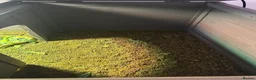 Hermann Tortoise reptiles for sale: Hermann’s Tortoise in Aylesford - Advert 6