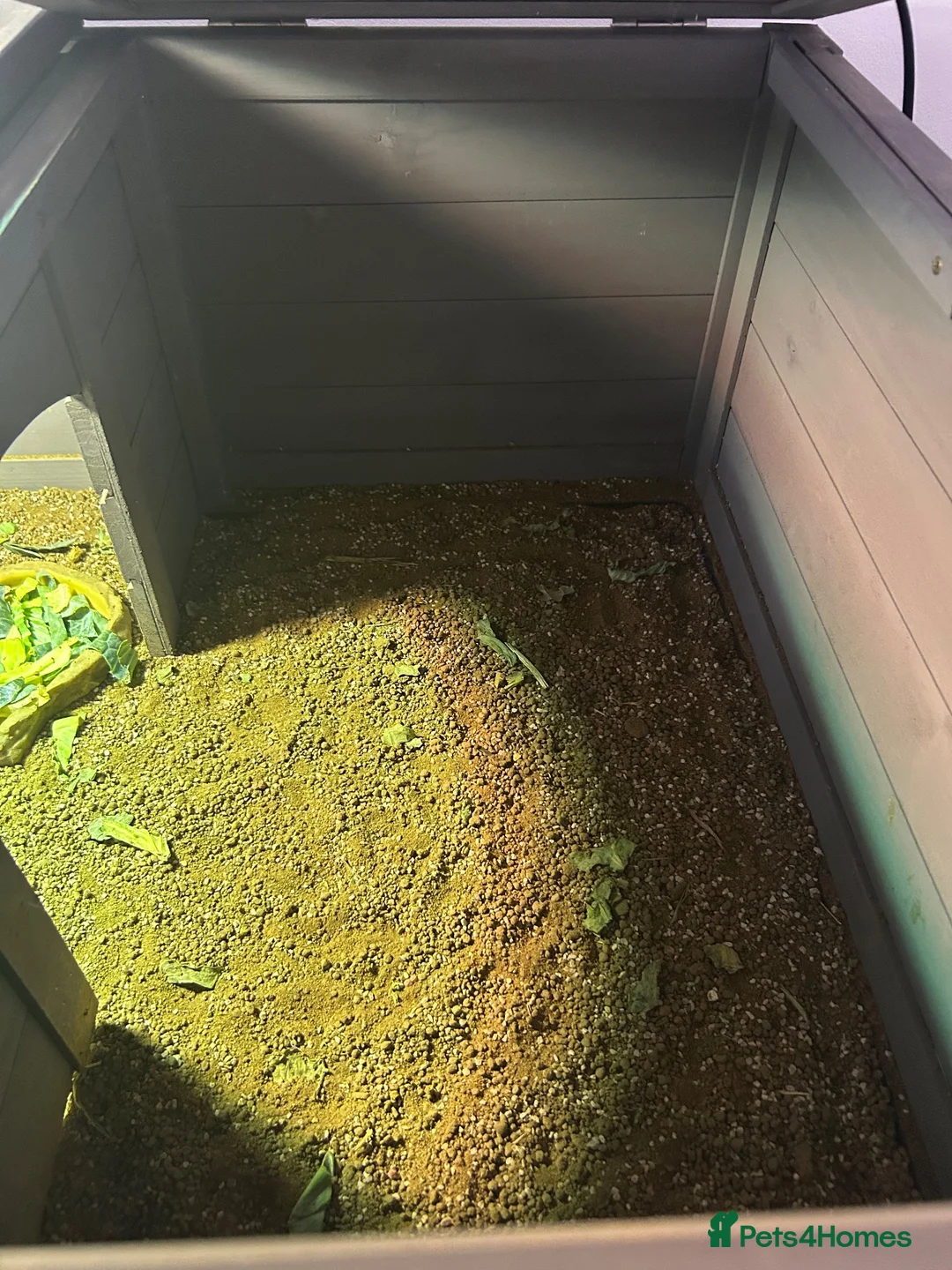 Hermann Tortoise reptiles for sale: Hermann’s Tortoise in Aylesford - Advert 6