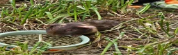 Guinea Pig rodents for sale: 8 male guinea pigs  - Advert 13