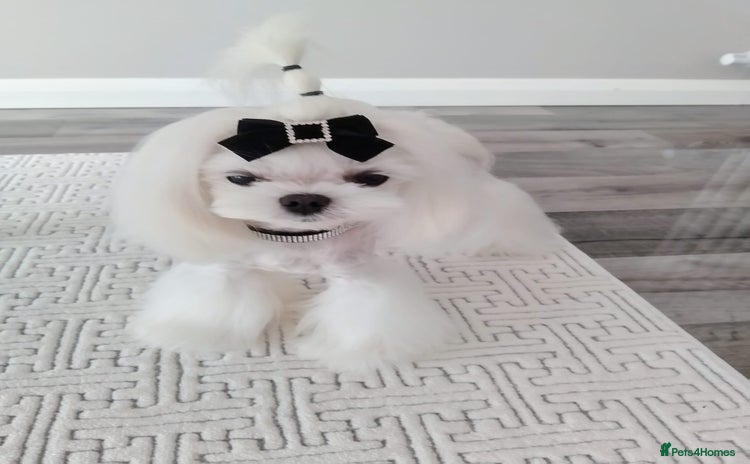 Maltese dogs - Advert 4