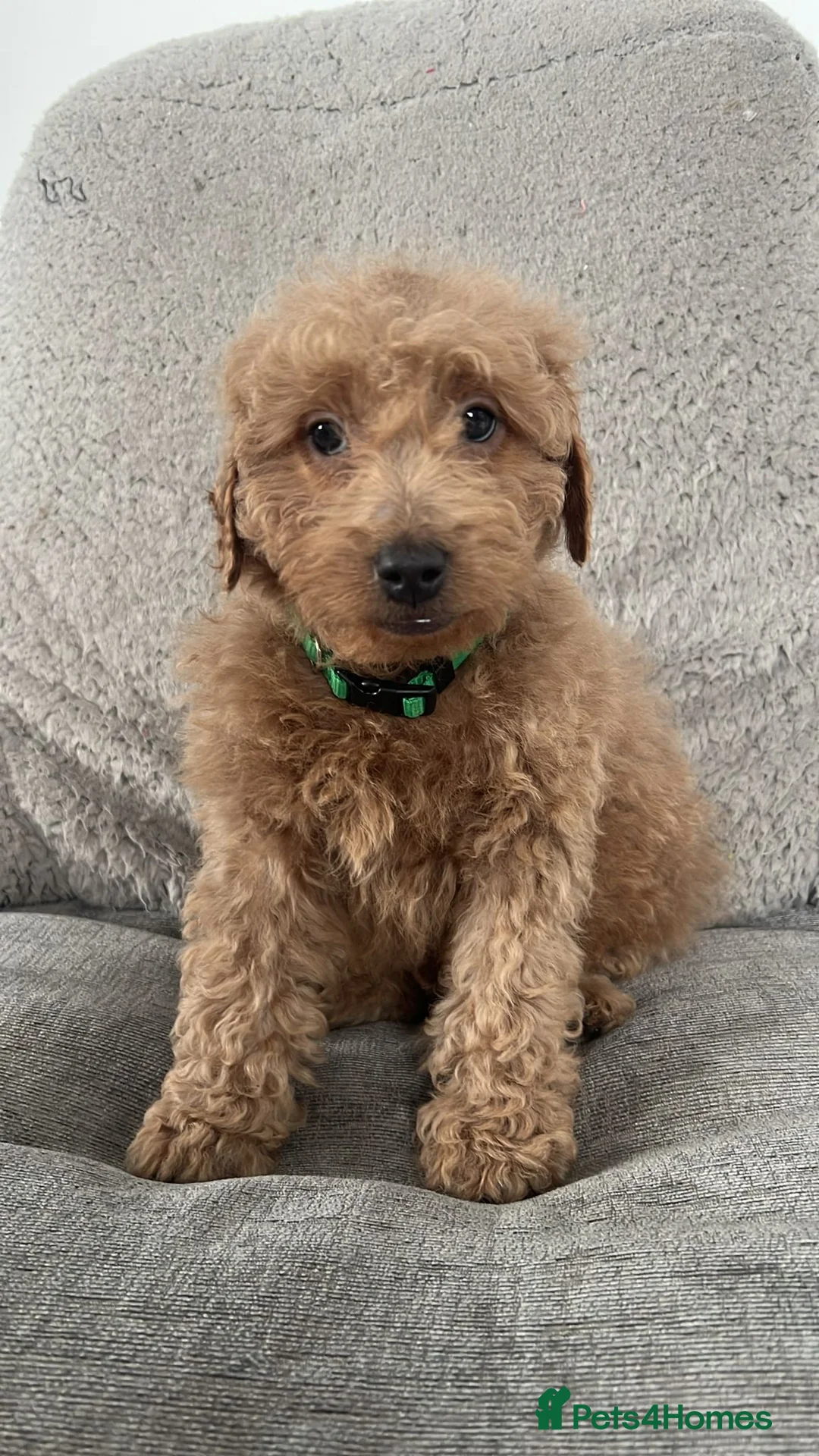 Cavapoo dogs for sale: Beautiful cavapoos for new homes - Advert 8