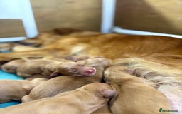 Golden Retriever dogs for sale: FOX RED WORKING GOLDEN RETRIEVERS- 5 STAR BREEDERS - Image 5