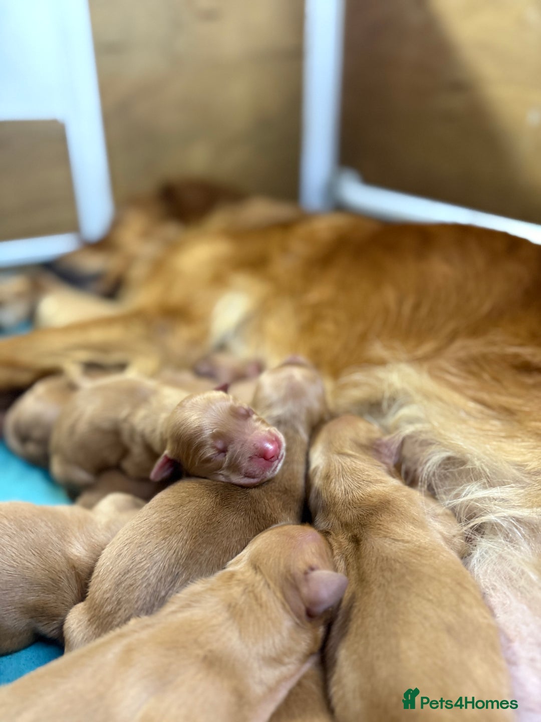Golden Retriever dogs for sale: FOX RED WORKING GOLDEN RETRIEVERS- 5 STAR BREEDERS - Image 5