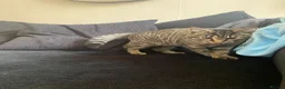 Mixed Breed cats for sale: Male and Female Adult - Advert 3