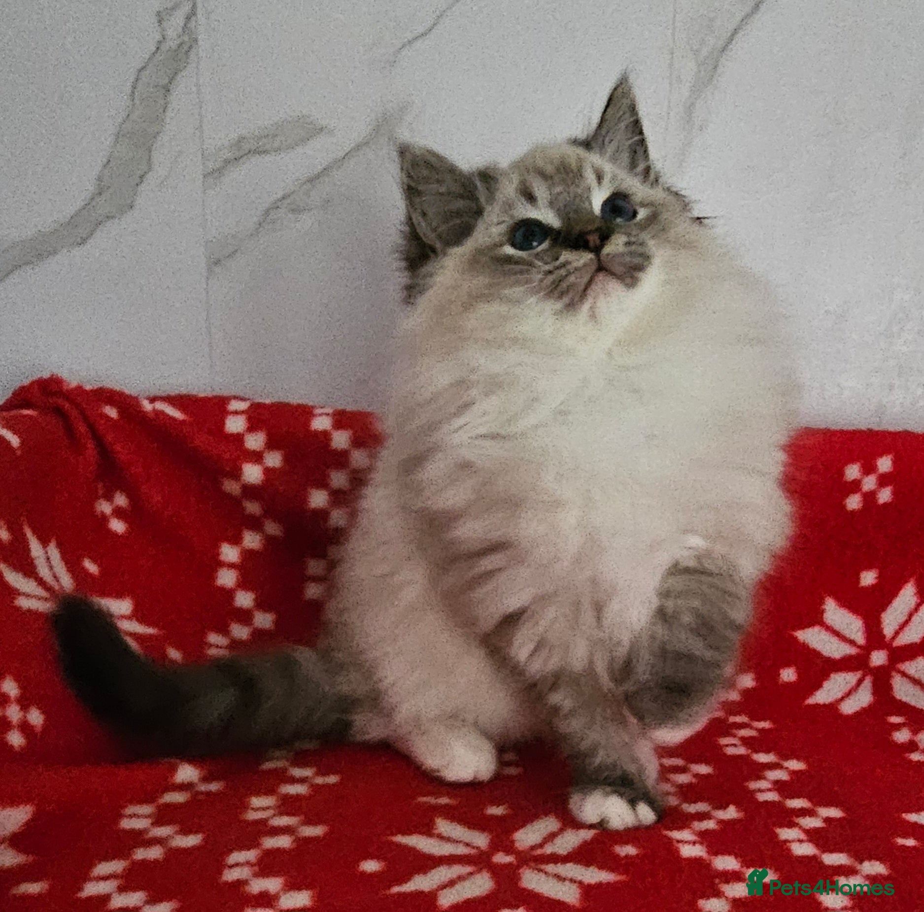 Ragdoll cats 5⭐️ Council licenced GCCF registered kittens  - Advert 6