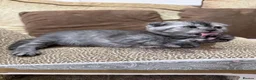 Scottish Fold cats for sale: 🐾 Scottish Fold Kittens | Reserve Now 🐾 - Advert 3