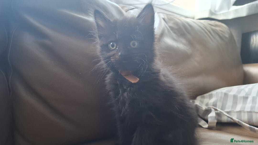 Mixed Breed cats for sale: 3 Cute black kittens (for free) - Image 3