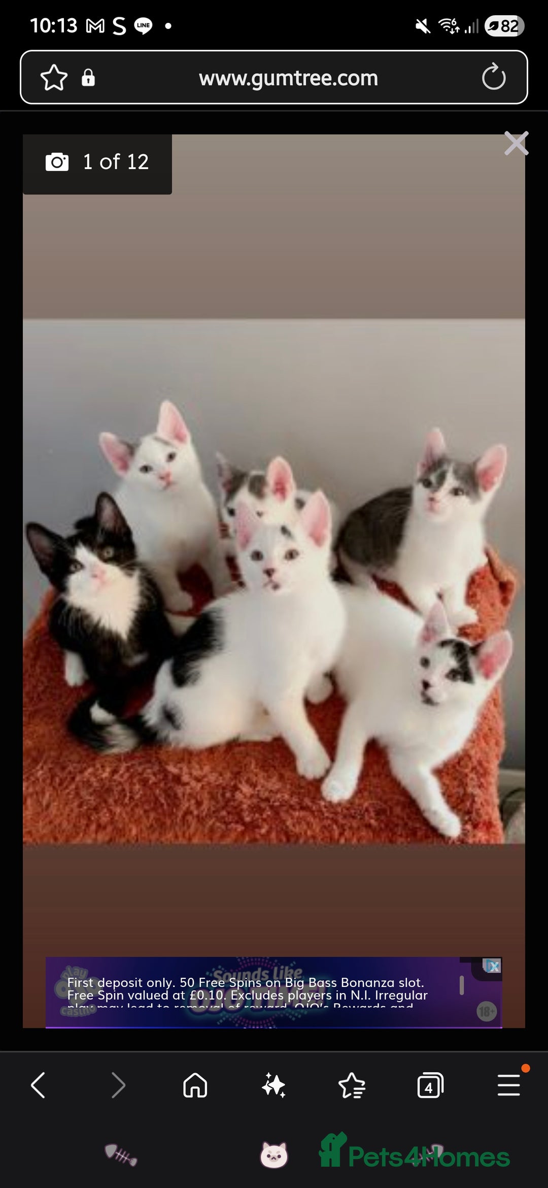 European cats for sale: A little kitten is looking for forever home - Advert 4