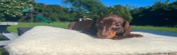 Miniature Dachshund dogs for sale: Reduced price -Mini Dachshund Puppies  Chocolate - Advert 11