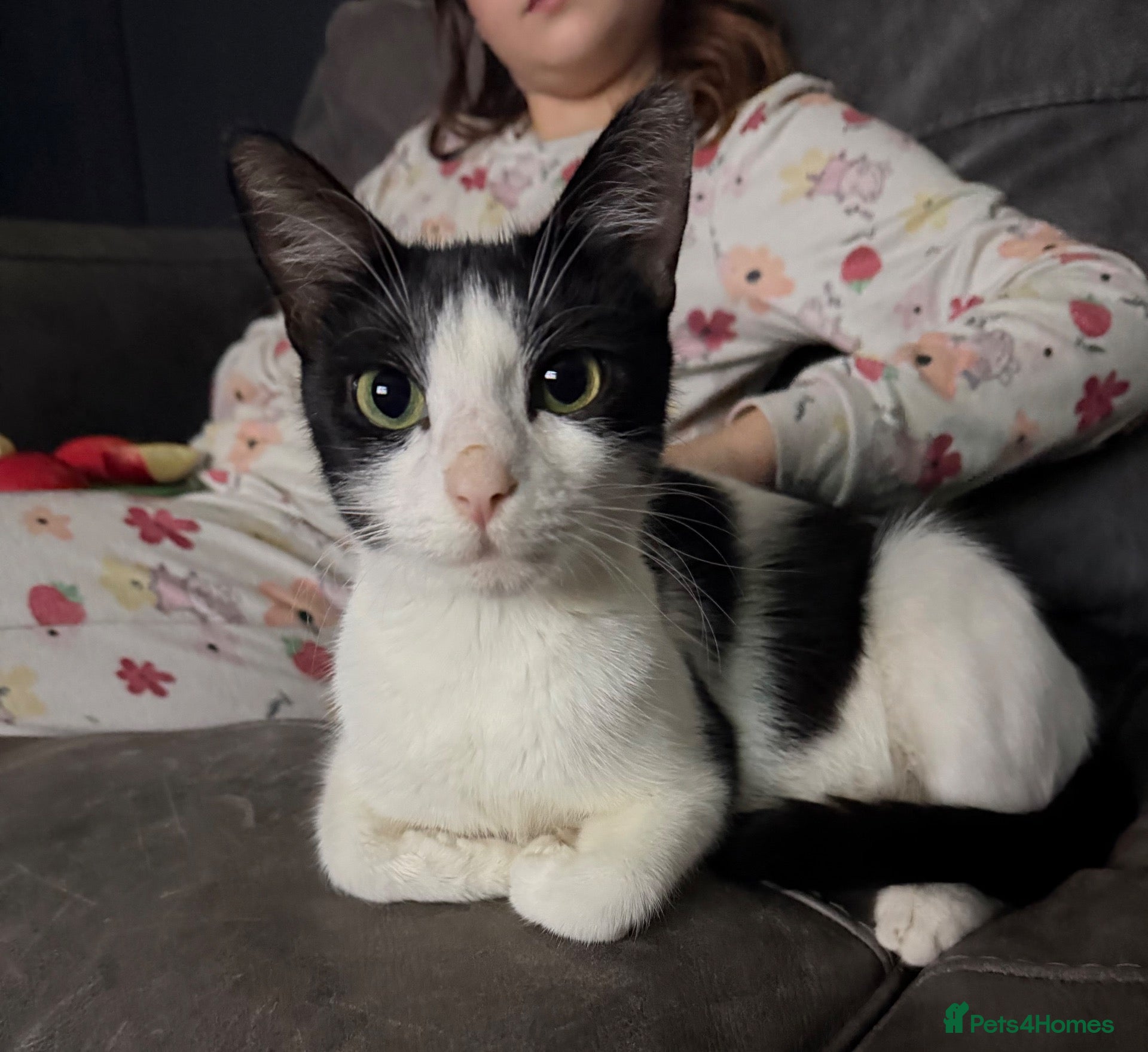 Mixed Breed cats 3 year old female cat - Advert 5