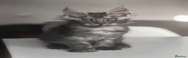 Maine Coon Kitten 3
