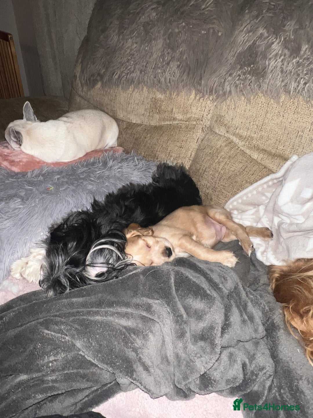 Cocker Spaniel dogs for sale: Show type cocker spaniel puppies - Advert 3