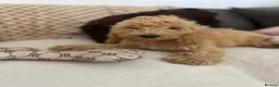 Cockapoo dogs for sale: Reduced ❗️❗️❗️Tiny toy cockapoo - Advert 13