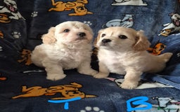 Mixed Breed dogs for sale: F1 Cockapoo and Maltipoo hybrid - Image 16