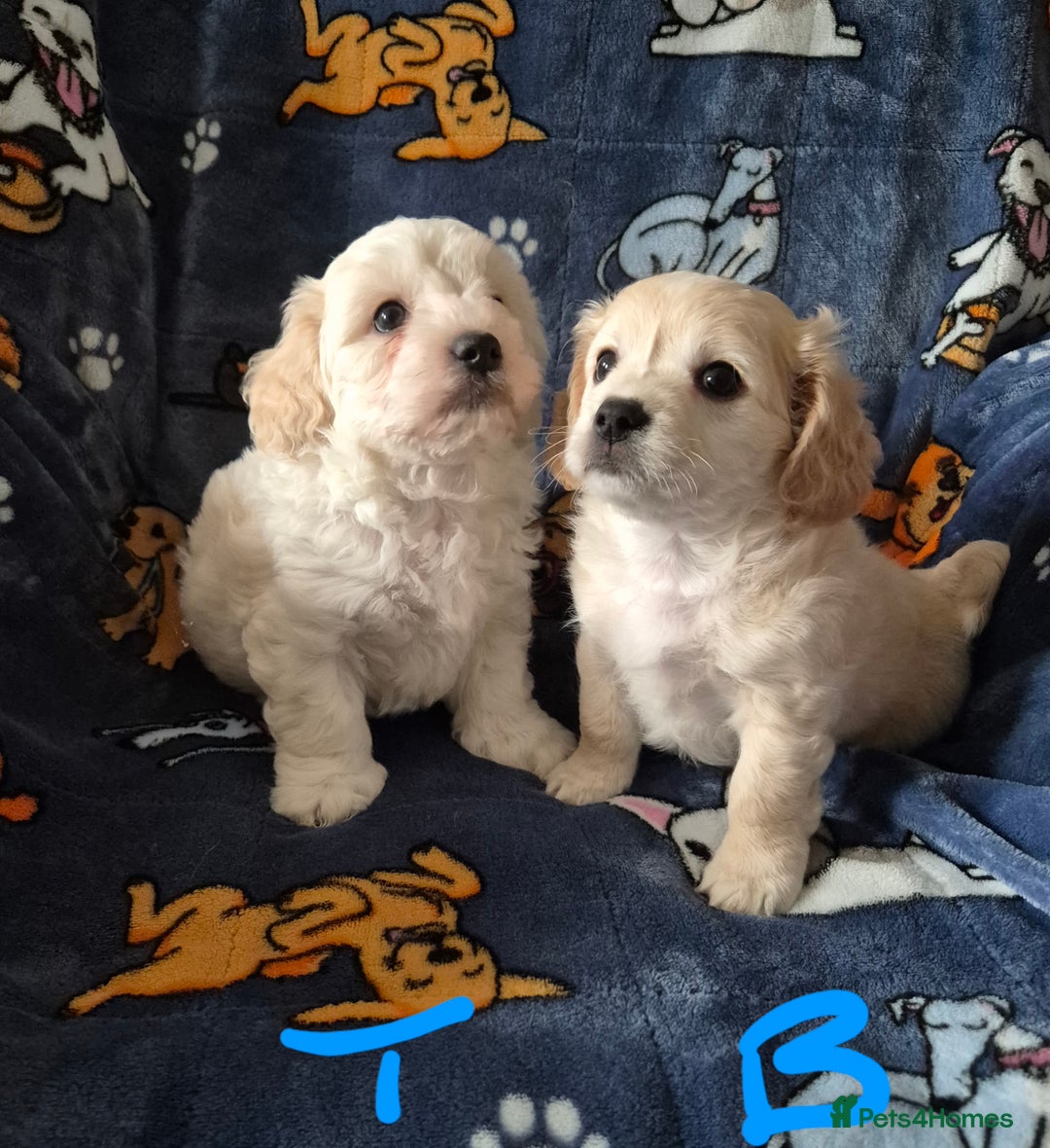 Mixed Breed dogs for sale: F1 Cockapoo and Maltipoo hybrid - Image 16