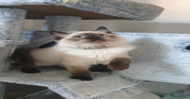 Ragdoll cats - Advert 15