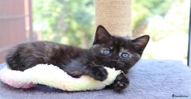Mixed Breed cats - Advert 9