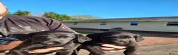 Labrador Retriever dogs for sale: Labrador puppies  - Advert 8