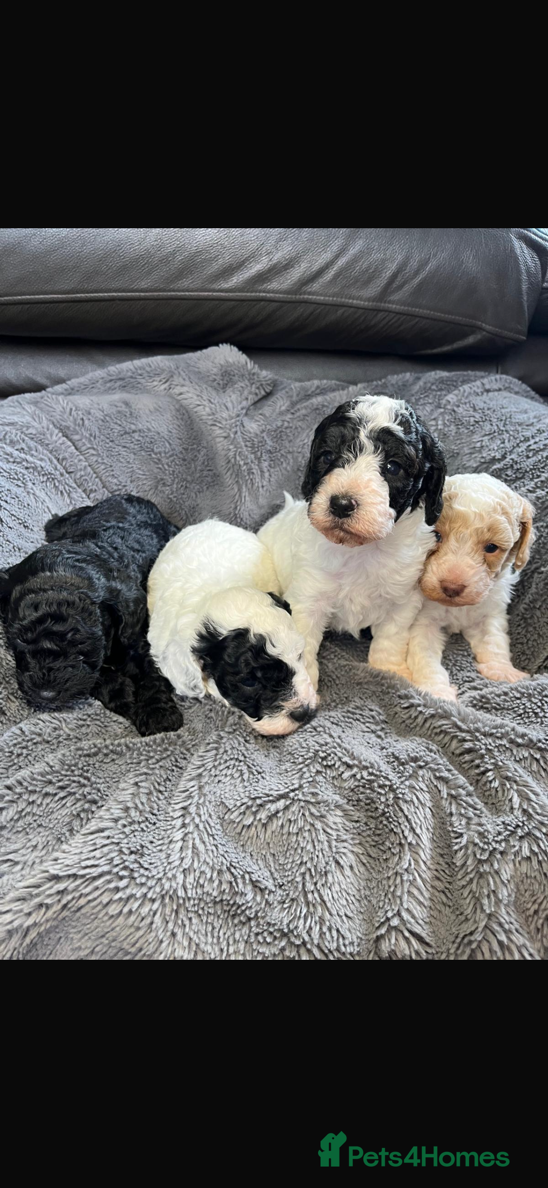 Cavapoo dogs Stunning litter Cavapoo pups  - Advert 10