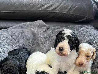 Cavapoo dogs Stunning litter Cavapoo pups - Advert 10