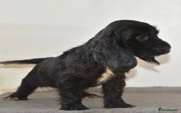 Cocker Spaniel dogs for sale: Show type Cocker Spaniels  - Image 9