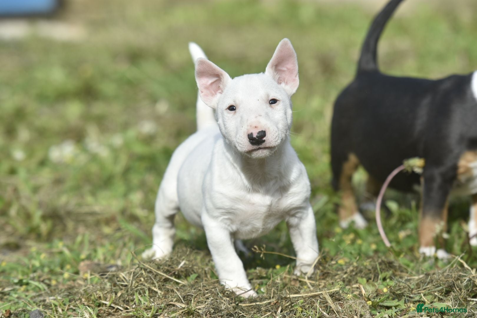 Miniature Bull terrier dogs Quality miniature english bull terrier puppies - Advert 1