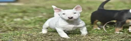 Miniature Bull terrier dogs for sale: Quality miniature english bull terrier puppies - Advert 4