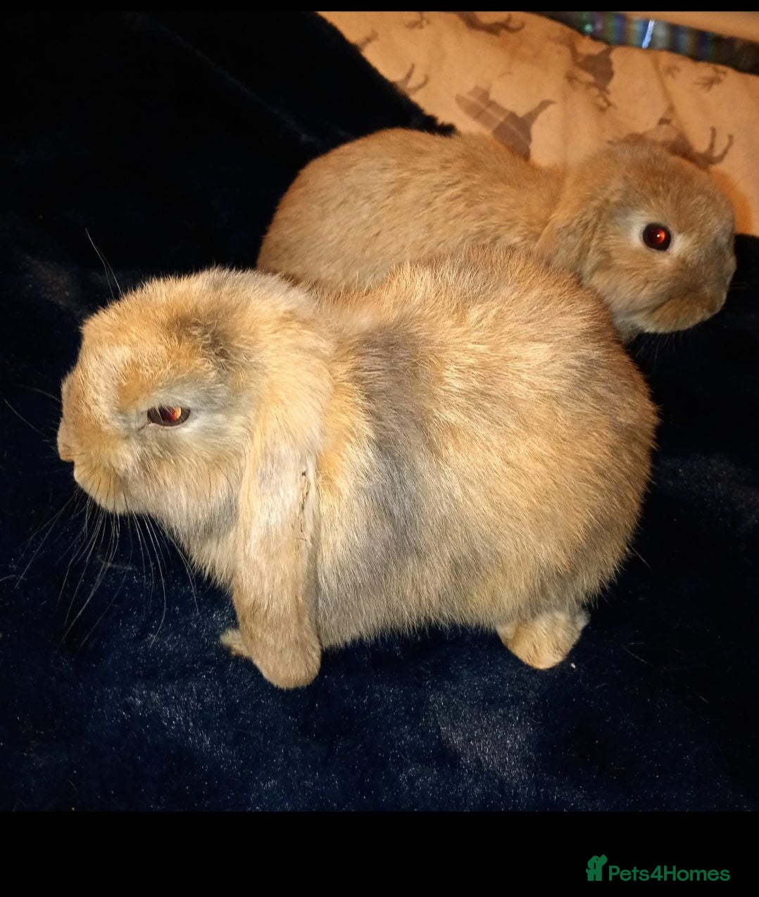 Mini Lop rabbits Adorable Mini Lops - Advert 2