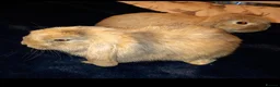 Mini Lop rabbits for sale: Adorable Mini Lops - Advert 8