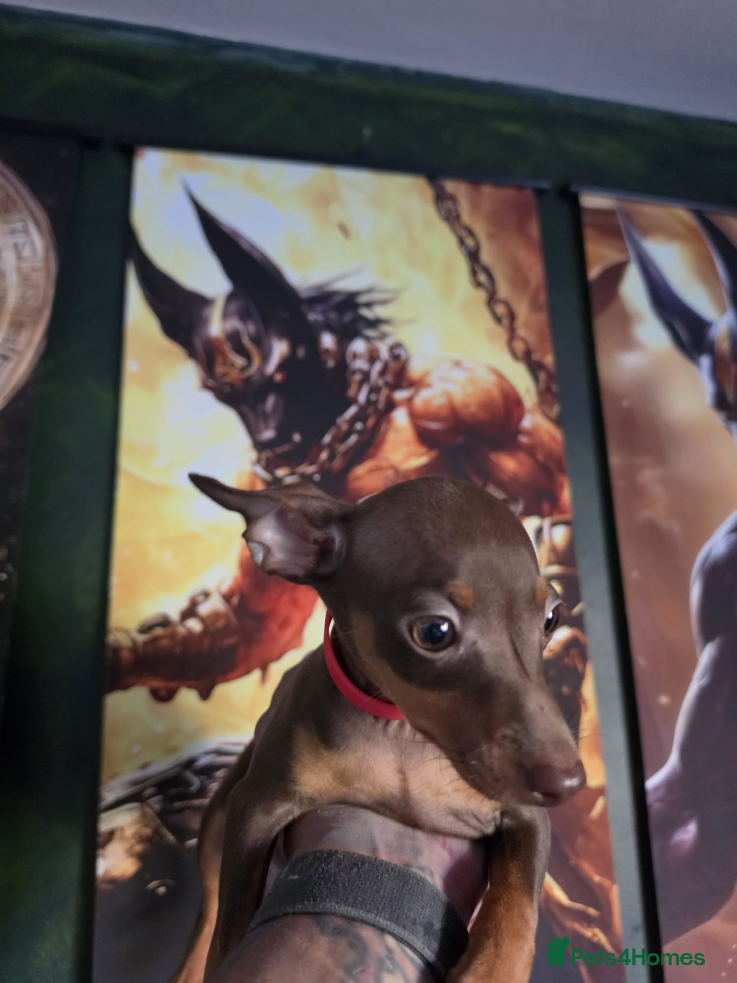 Miniature Pinscher dogs Miniature Pinscher Puppies for sale  - Advert 1