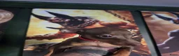 Miniature Pinscher dogs for sale: Miniature Pinscher Puppies for sale  - Advert 1