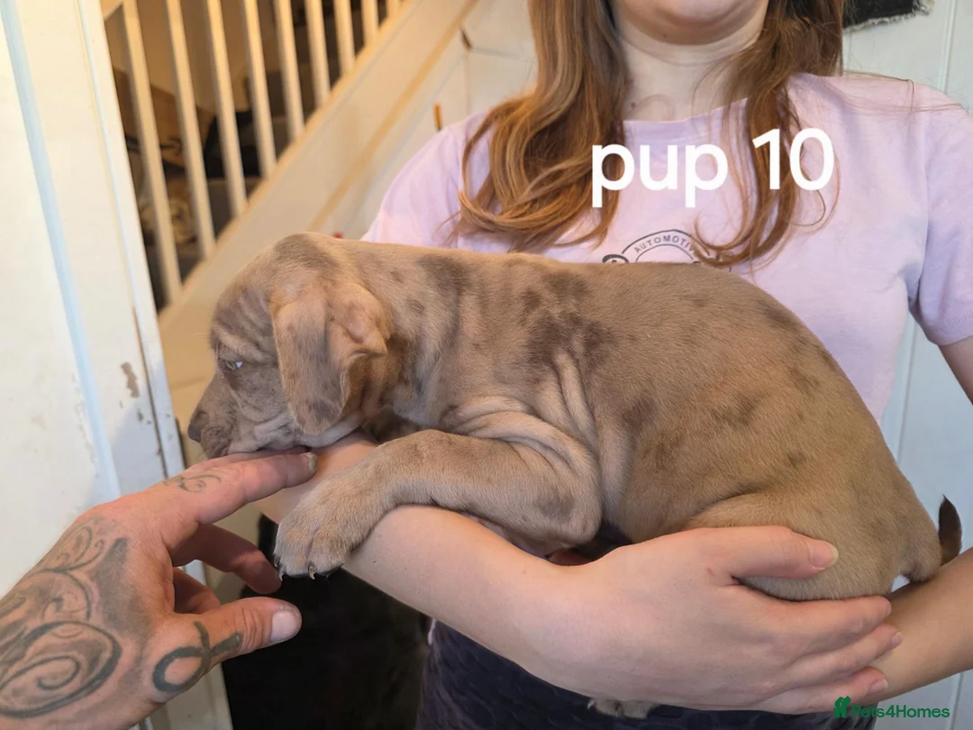 Cane Corso dogs for sale: 7 male cane corso puppies in Attleborough - Advert 15