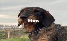 Dachshund dogs for stud: Teckle  in Whitley Bay - Image 1