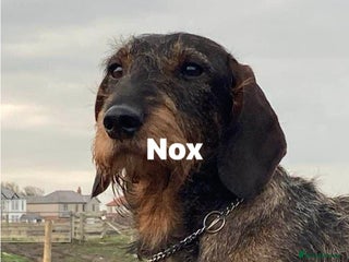 Dachshund dogs in Whitley Bay - Advert 9