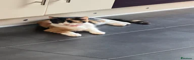 Domestic Shorthair 1