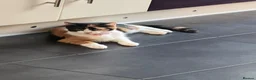 Domestic Shorthair cats for sale: Beautiful Calico short haired domestic kitten  in Poole - Advert 6