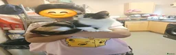 Mixed Breed cats for sale: Mixed breed - Advert 2