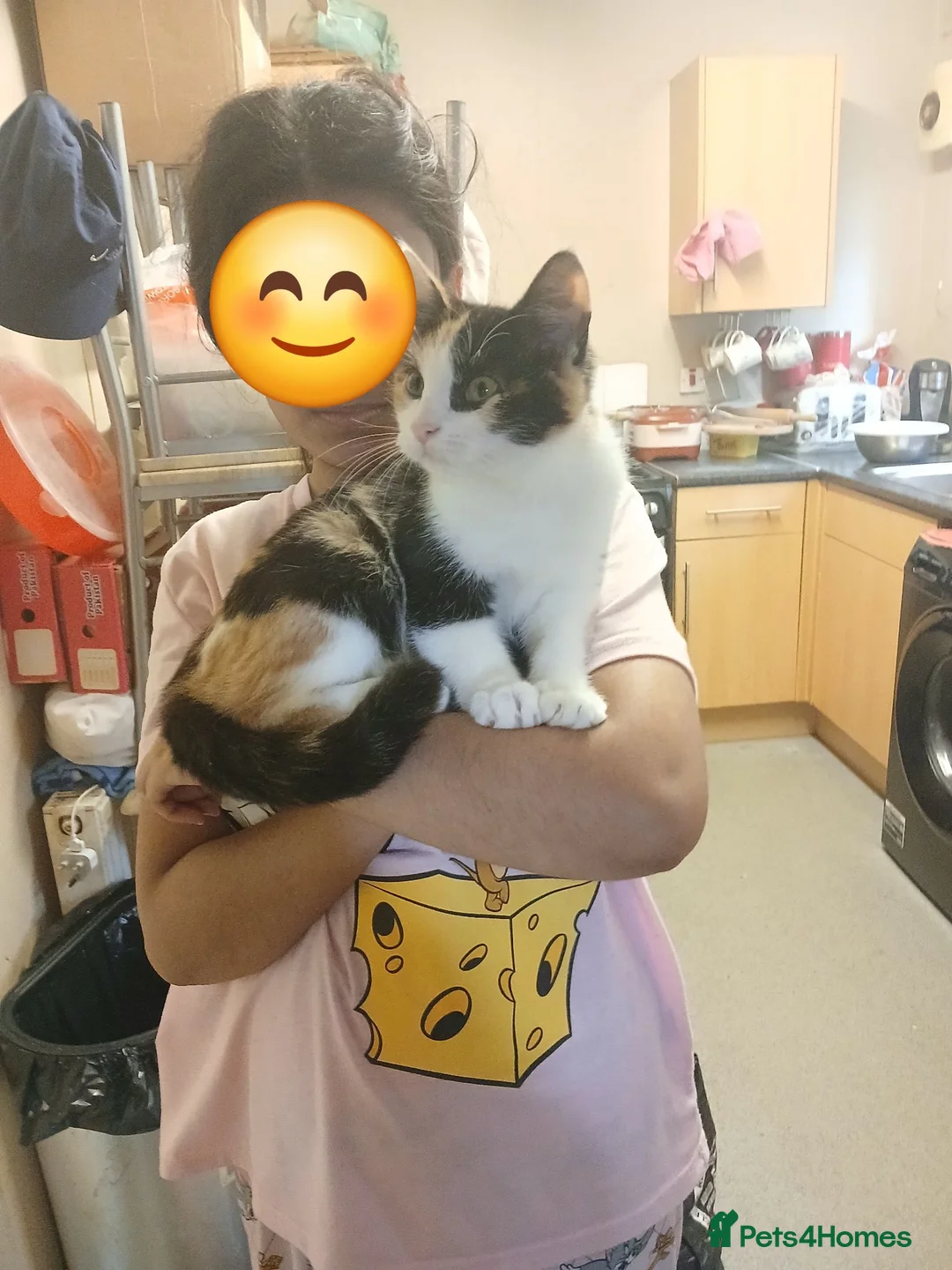 Mixed Breed cats for sale: Mixed breed - Advert 2