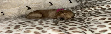 Maltipoo Girl - darker pink collar 
