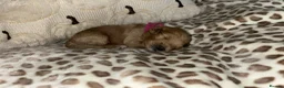 Maltipoo dogs for sale: Maltipoo Pups F1b - Advert 2