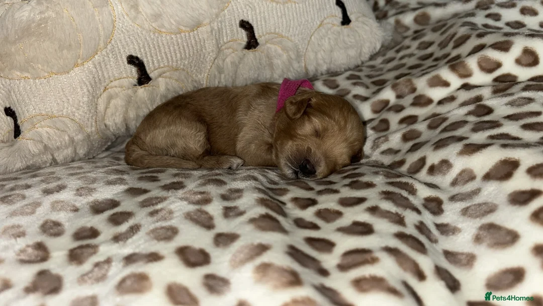 Maltipoo dogs for sale: Maltipoo Pups F1b - Advert 2