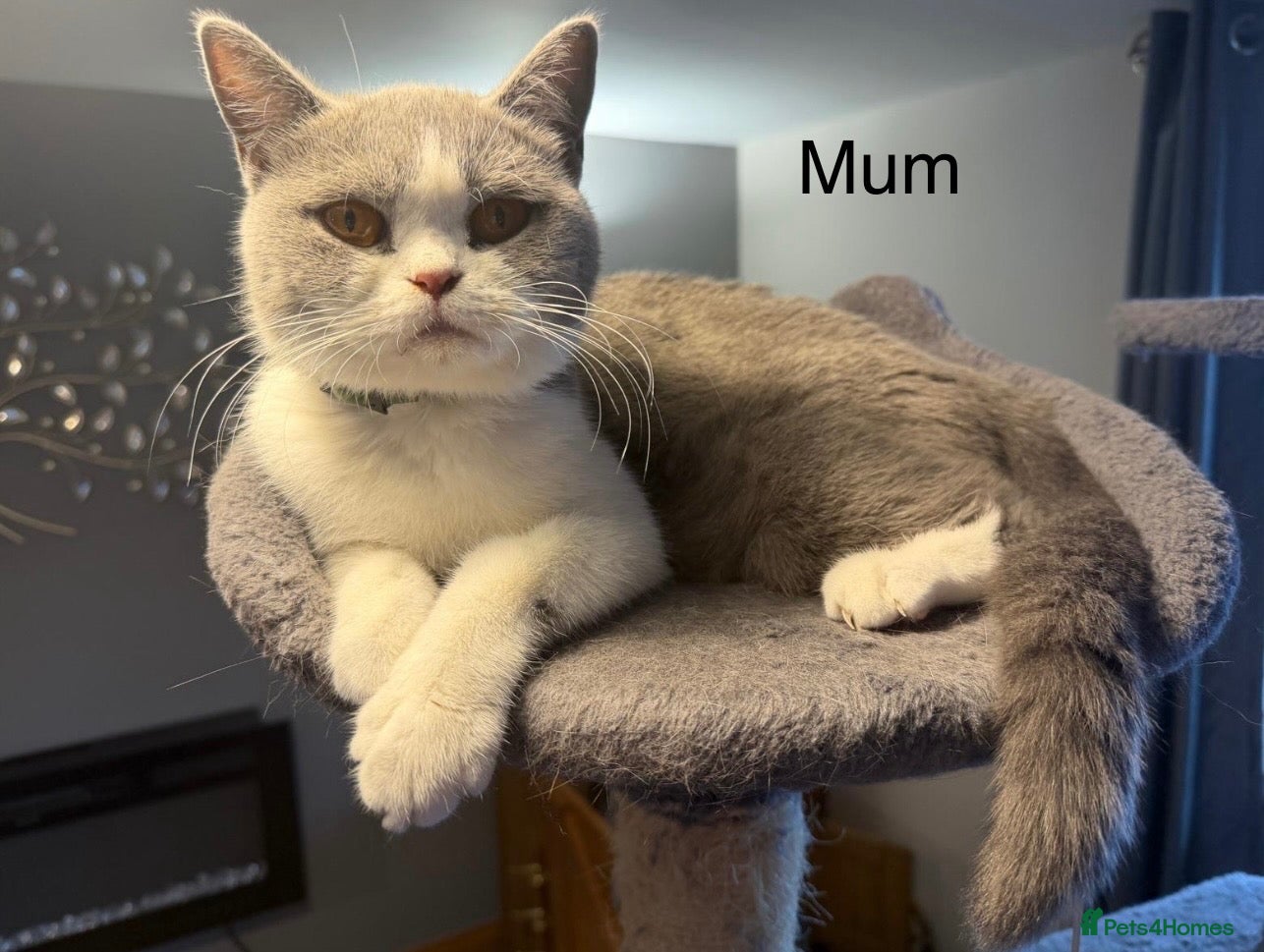 British Shorthair cats British blue kittens mum & dad GCCF  - Advert 2