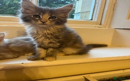 Maine Coon cats for sale: XL Maine Coon kittens - Image 21